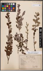 Salix aurita L. x Salix starkeana Willd.